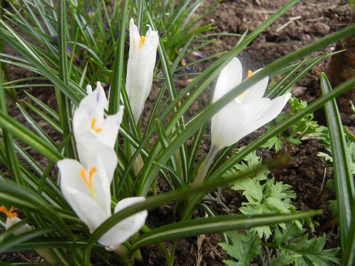 Crocus Jeanne d`Arc (2012, April 06)