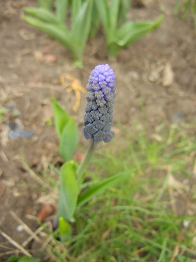 Muscari latifolium (2012, April 06)