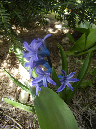 Hyacinth Blue Jacket (2012, April 04)