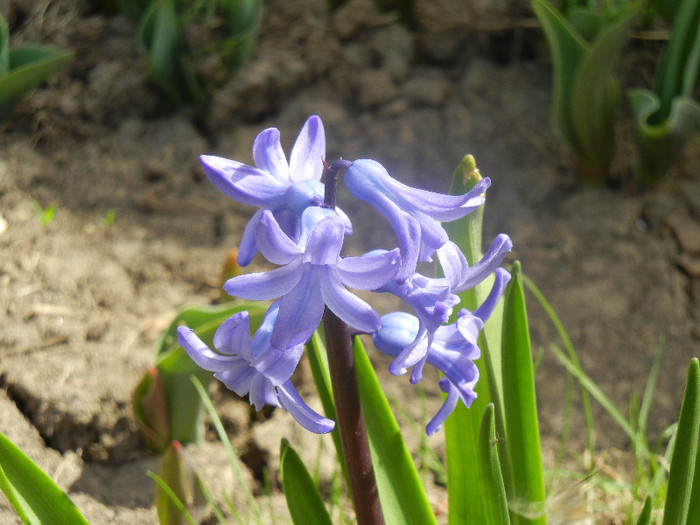 Hyacinth Blue Jacket (2012, April 04)