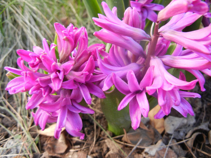 Hyacinth Amethyst (2012, April 08)