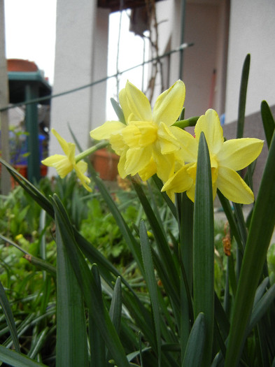 Narcissus Pipit (2012, April 09)