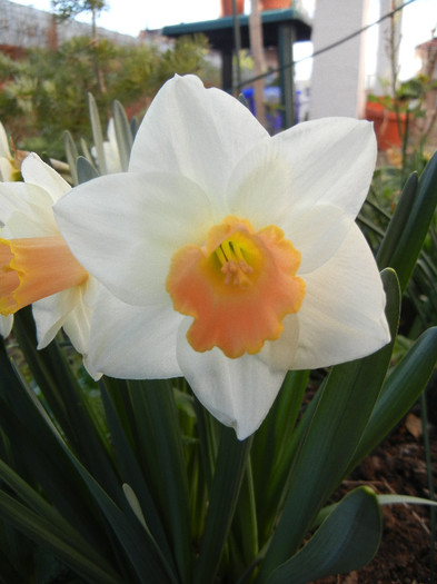 Narcissus Salome (2012, April 08)