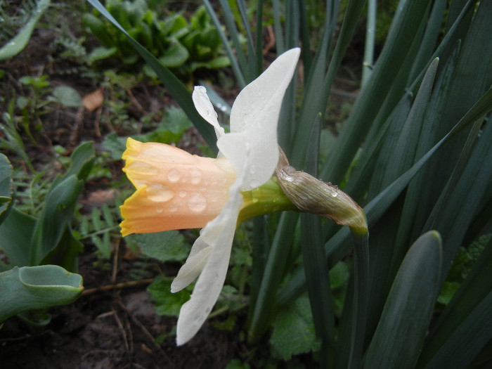 Narcissus Salome (2012, April 09)