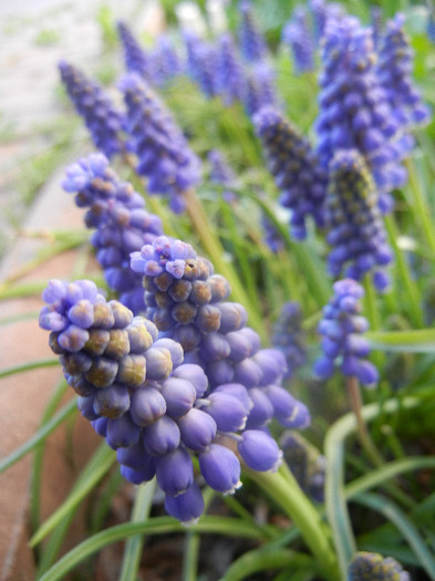 Muscari armeniacum (2012, April 08)