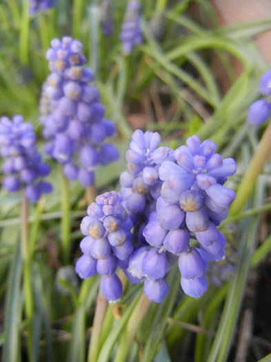 Muscari armeniacum (2012, April 08)