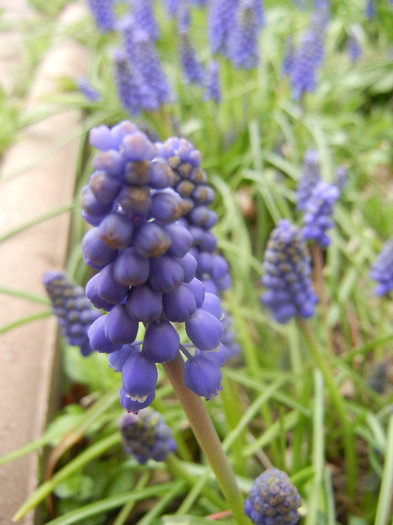 Muscari armeniacum (2012, April 09)