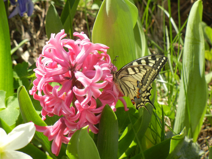 Hyacinth Pink Pearl (2012, April 11)