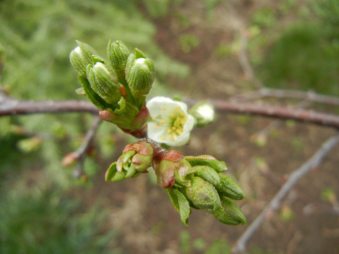 Sour Cherry Blossom (2012, April 09)