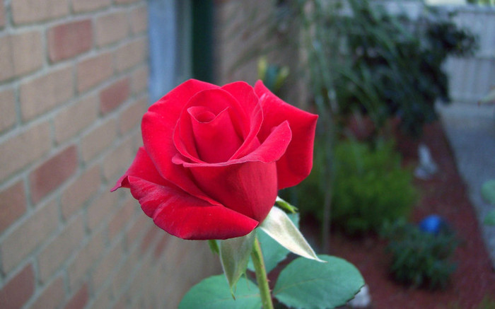 00144_rose_2560x1600