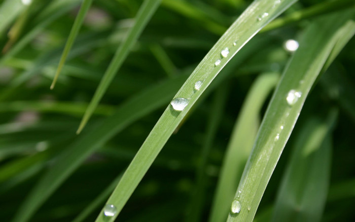 00386_dewdrop_2560x1600