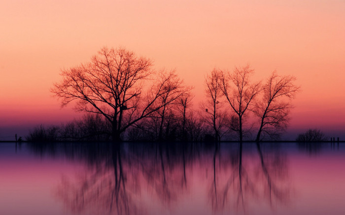 00696_treesatdusk_2560x1600