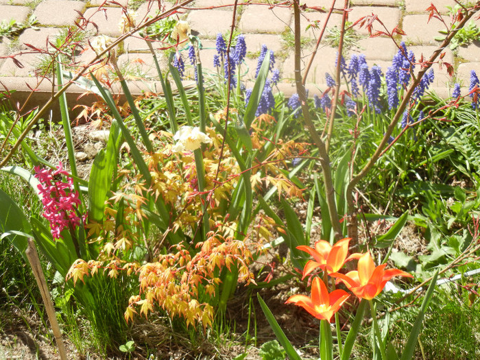 2012, April 13 - 04 Garden in April