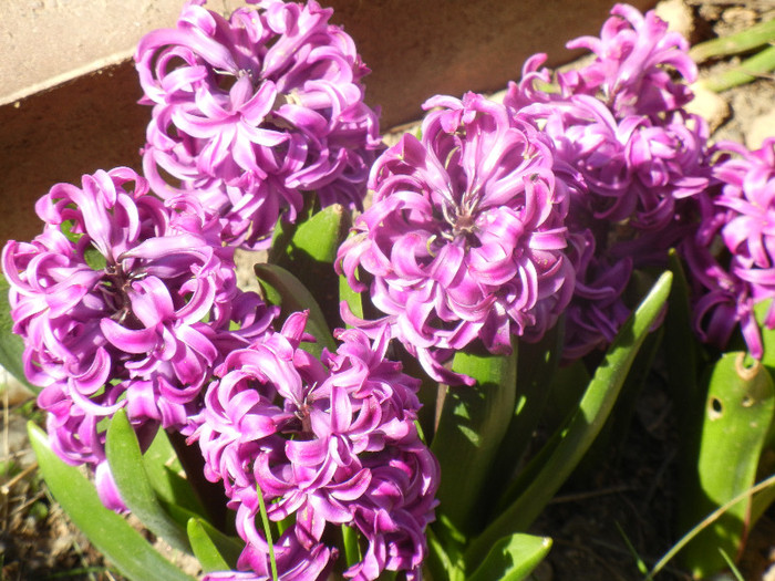 Hyacinth Amethyst (2012, April 13)