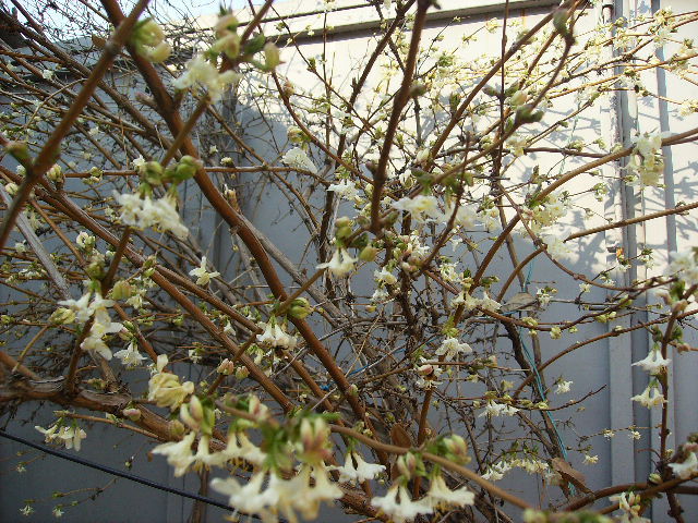 lonicera fragrantisima - flori de Aprilie 2012