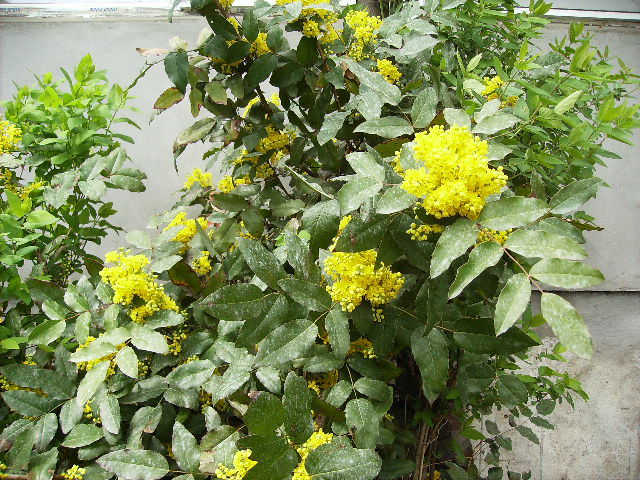 mahonia 2 - flori de Aprilie 2012