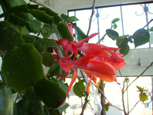 schlumbergera - flori de Aprilie 2012