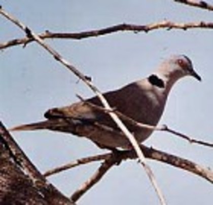 AfricanCollared-Dove(JPP)