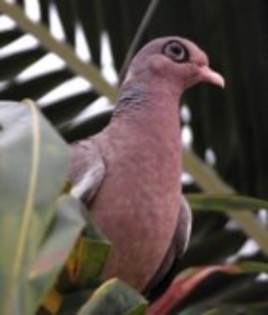 Bare-eyedPigeon(RO) - PORUMBE SALBATICI SPECII