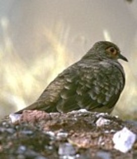 Bare-facedGround-Dove(GGSS)