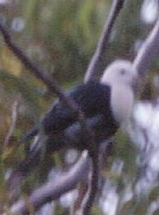 Black-bandedFruit-Dove(CC)