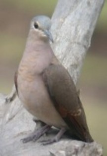 Black-billedWood-dove(MCC)