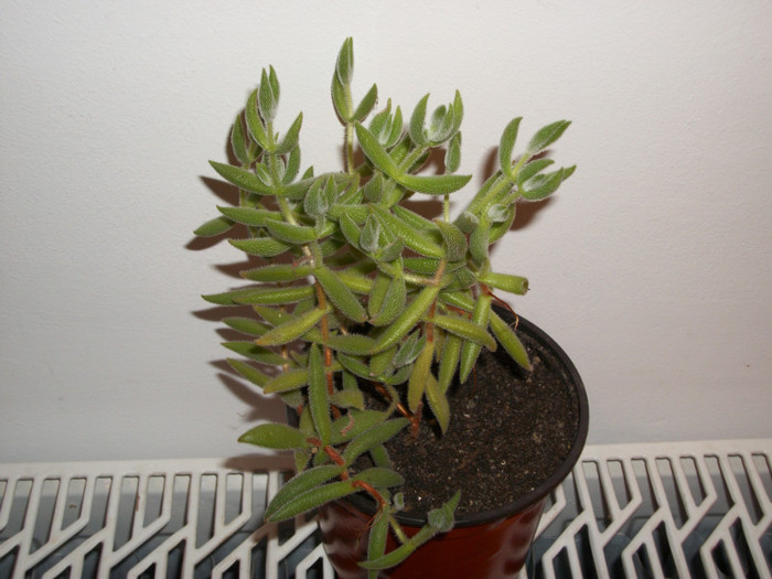 crassula mesembryanthemoides