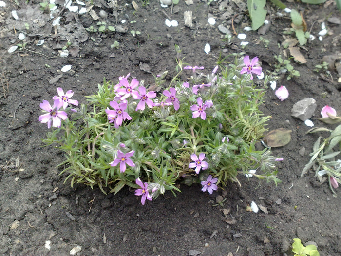 15042012 Phlox pitic