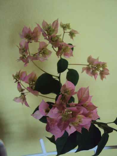 pagoda pink, frumoasa - Bougainvillea- un nou sezon