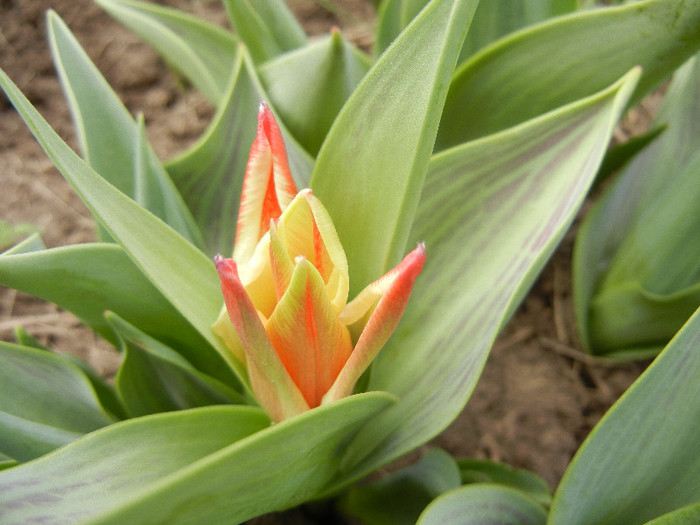 Tulipa Pinocchio (2012, April 12)