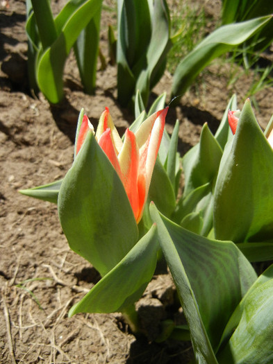 Tulipa Pinocchio (2012, April 13)