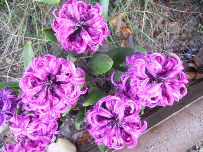 Hyacinth Amethyst (2012, April 15)