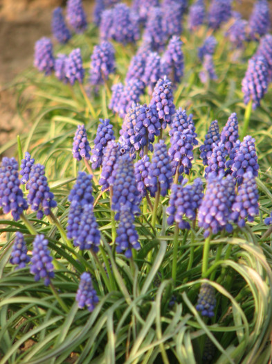 IMG_0030 - muscari