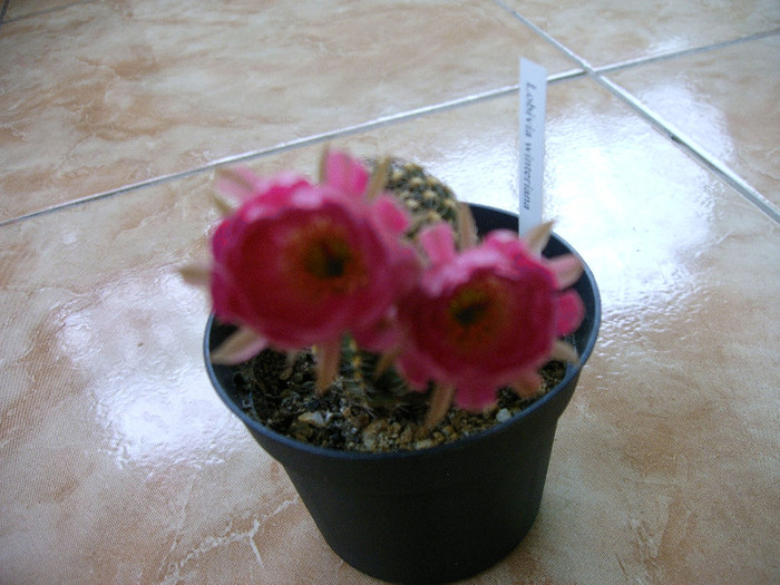 IMAG0007 - Flori cactusi