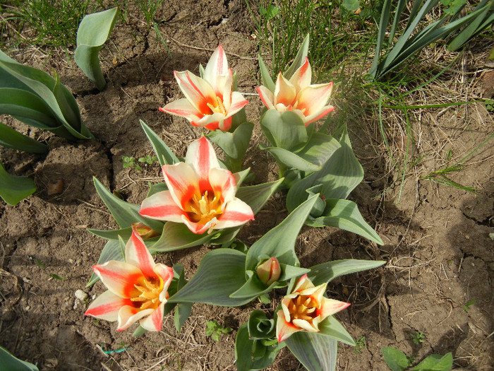 Tulipa Pinocchio (2012, April 14)