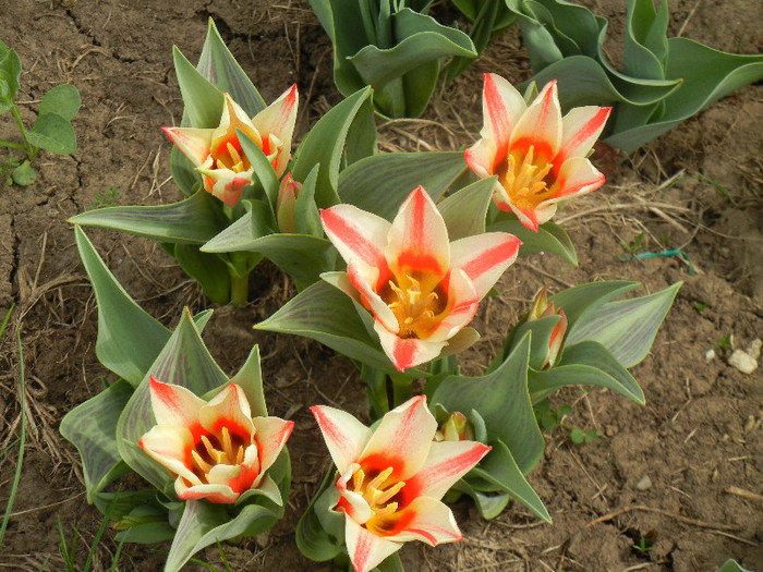 Tulipa Pinocchio (2012, April 14)