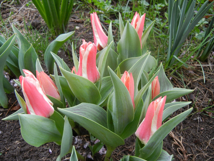 Tulipa Pinocchio (2012, April 15)
