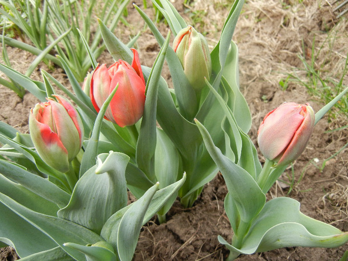 Tulipa Abba (2012, April 14)