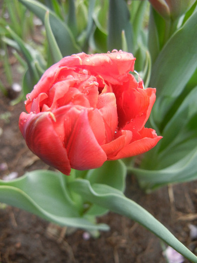 Tulipa Abba (2012, April 15)