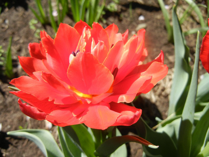 Tulipa Abba (2012, April 16)