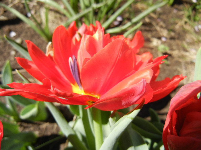 Tulipa Abba (2012, April 16)