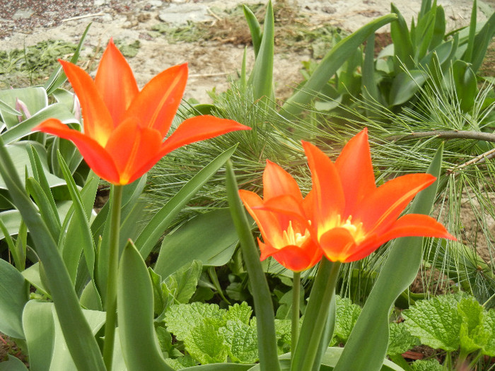 Tulipa Synaeda Orange (2012, April 12)
