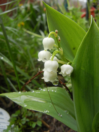 Lily of the Valley (2012, April 15) - LILY of the Valley_Lacramioare