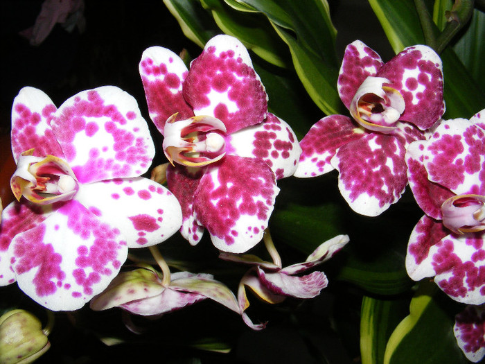 orhidee super
