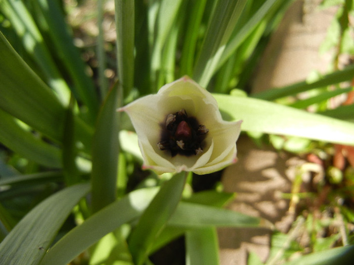Tulip Alba Coerulea Oculata (2012, Apr.16) - Tulipa Alba Coerulea