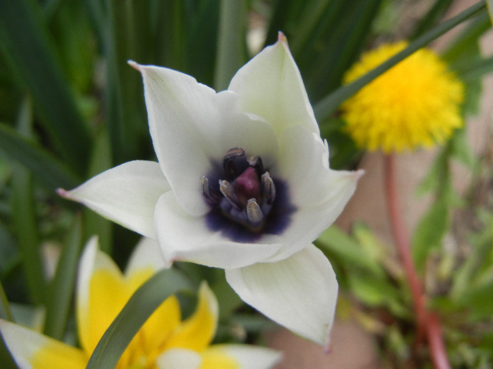 Tulip Alba Coerulea Oculata (2012, Apr.17)