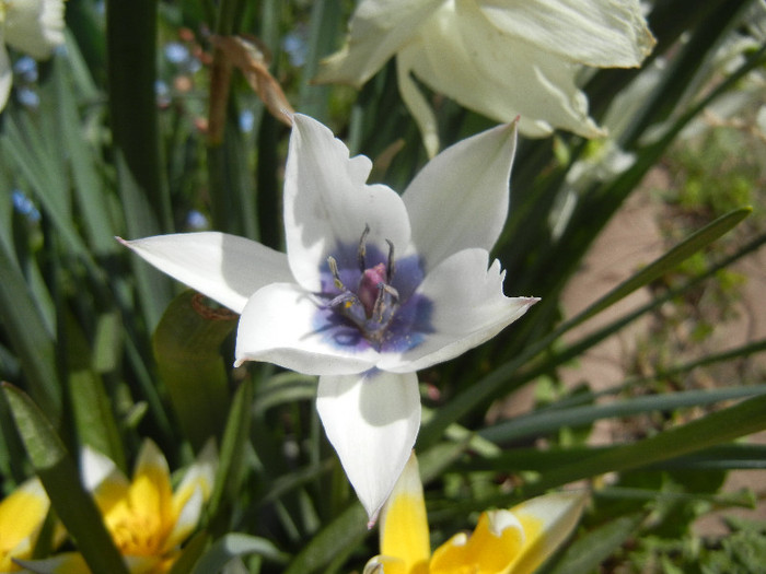 Tulip Alba Coerulea Oculata (2012, Apr.19)