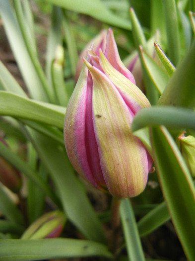 Tulipa pulchella Violacea (2012, April 17)