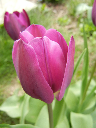 Tulipa Purple Flag (2012, April 17)