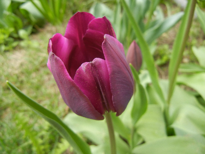 Tulipa Purple Flag (2012, April 17)
